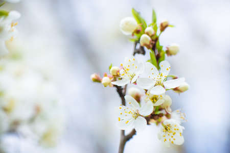 Spring flowering in the garden. White flowers and cherry buds on a branch on a blue blurred background. high quality photoの写真素材