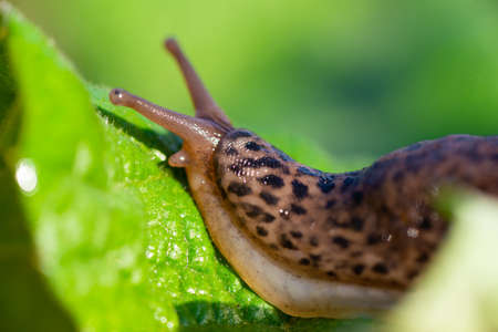 Snail without shell. Leopard slug Limax maximus, family Limacidae, crawls on green leaves. Spring,...