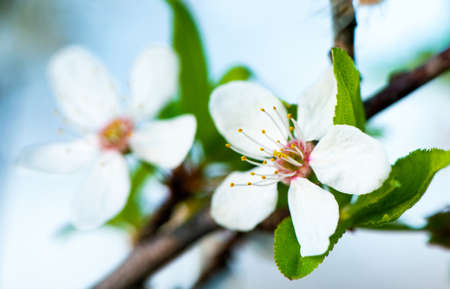 White flowers of cherry blossoms on a branch against the backdrop of a blooming garden. high quality photoの写真素材