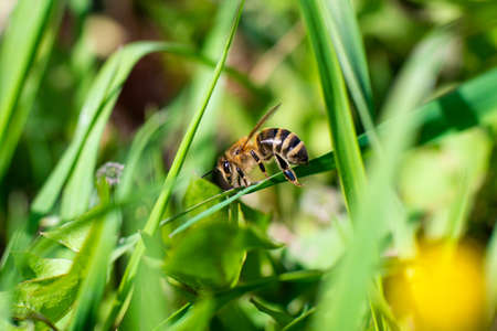 A honey bee sits on a green blade of grass. close-up. high quality photo