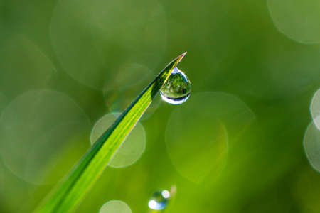 Close-up of morning dew or raindrops on green grass, background with bokeh and blur. high quality photoの写真素材