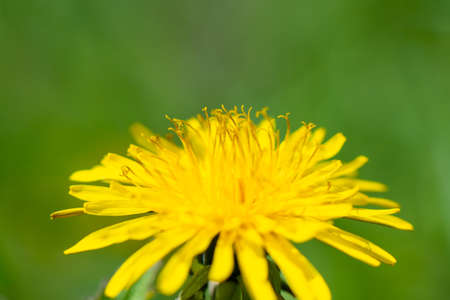 Spring flower yellow dandelion on green grass background. high quality photoの写真素材