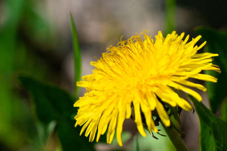 Spring flower yellow dandelion on green grass background. high quality photoの写真素材