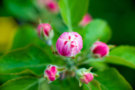 Pink buds of unopened apple tree flowers on a branch on a sunny day against a green foliage...