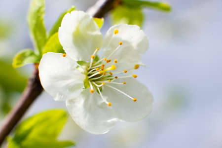 White cherry flower on a sunny day on a green blurred background with selective focus. Spring bloom....