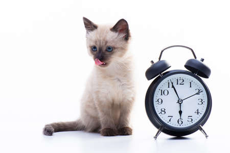 Small kitten Siamese Thai breed. A cat with blue eyes and a beige color is sitting near the alarm...