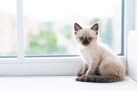 A small Siamese kitten sits in a room on the windowsill and looks into the camera. high quality photoの写真素材