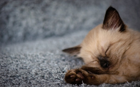 Close-up muzzle of a small cute sleeping kitten. high quality photoの写真素材