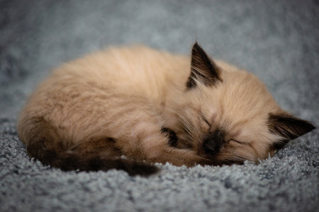 A small cute kitten sleeps sweetly on a fluffy gray blanket, curled up in a ball. high quality photoの写真素材