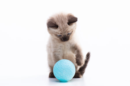 A funny, playful little kitten is curiously chasing the ball. High quality photoの写真素材