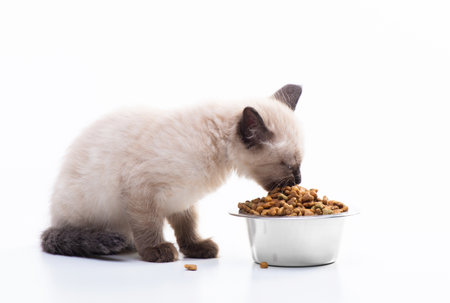 A small kitten eats cat food from a metal bowl. Pet shop and animal care, vitamins and balanced nutrition. High quality photoの写真素材