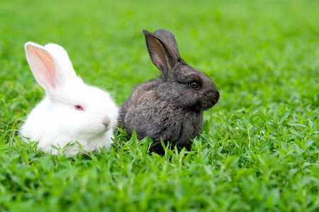 Rabbits on green grass background, close-up, selective focusの写真素材