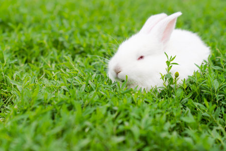 Cute white rabbit on green grass in the garden with copy spaceの写真素材