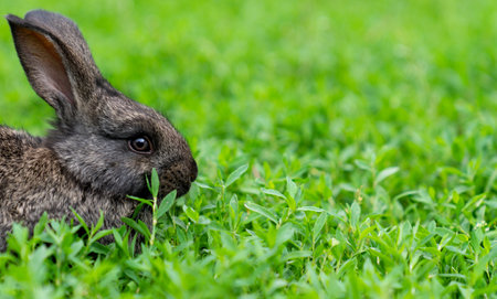 Rabbit on green grass background with copy space for your text.