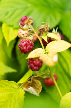 Ripe raspberries on a branch with green leaves in the garden