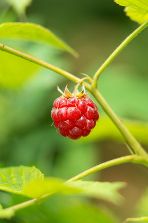 Ripe raspberry on a branch with green leaves in the garden.
