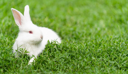 Cute white rabbit on green grass in the garden with copy spaceの写真素材