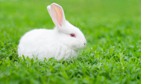 White rabbit on green grass in the garden with copy space for textの写真素材