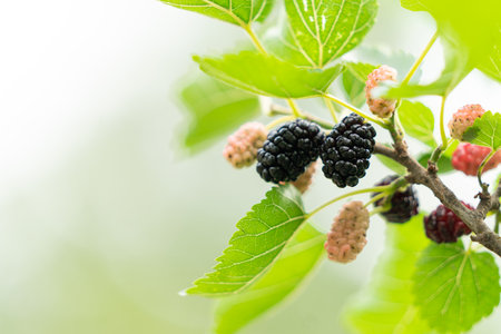 Mulberry fruit on tree in the garden. Mulberry fruitsの写真素材
