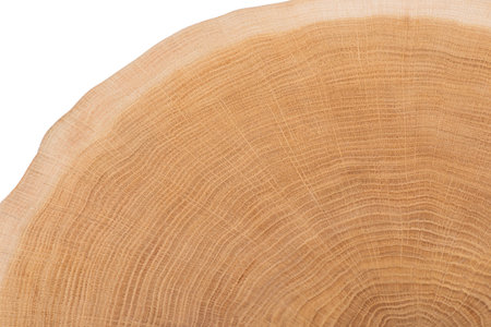 Wooden cut of tree isolated on white background. Top view.の写真素材