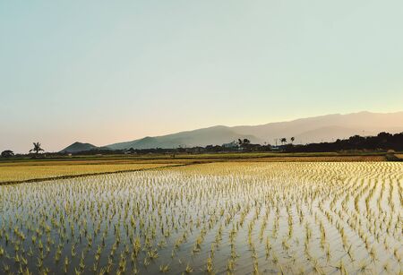 Landscape view rice field, rice planted in Thailand