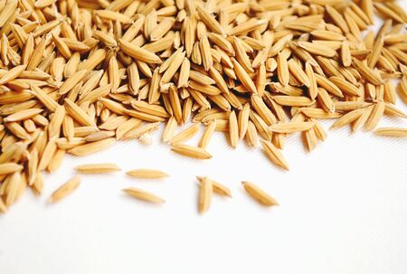 paddy rice  isolated on white background, space for textの写真素材