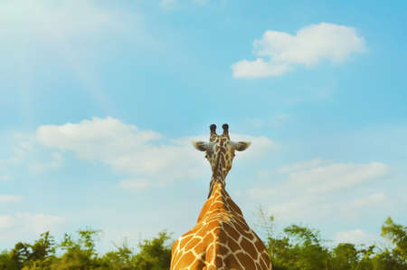 Giraffe at the zoo,  wildlife animal on the summer blue sky.の写真素材