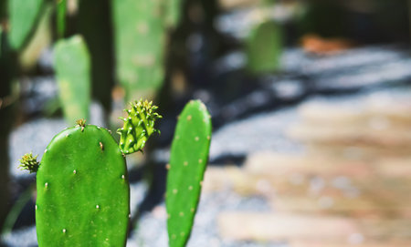 Cactus decoration concept, banner  background