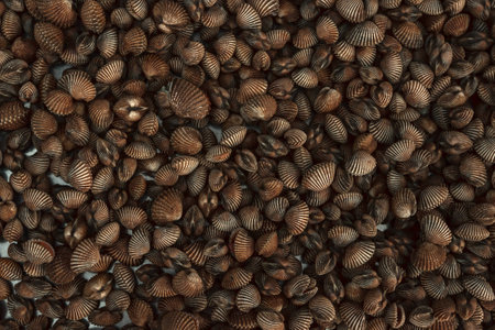 Fresh homogeneous seashell texture backgroundの写真素材