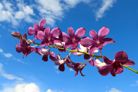 Purple orchid with water drops on a sky background with cloudsの写真素材