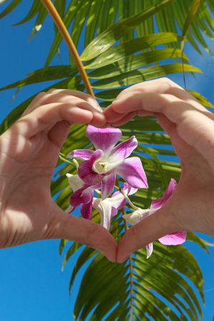 Heart shaped hands with orchid on sky background with a palm leafの写真素材