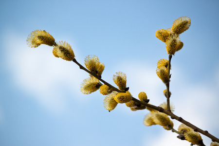 beautiful willow branches in bloom