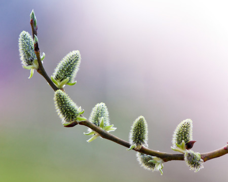beautiful willow branches in bloom