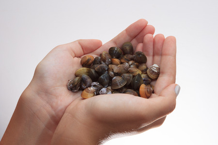 A handful of uncooked mussels on white backgroundの写真素材