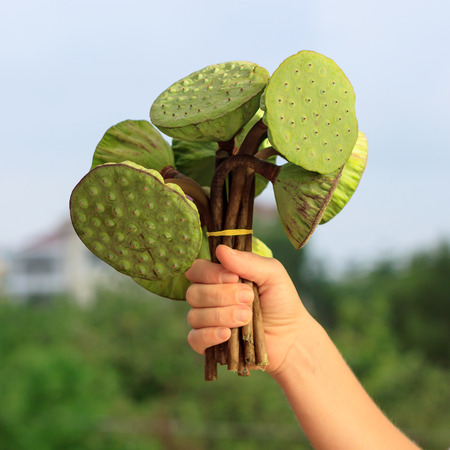 Female hand holding a bunch of lotus pods against blue sky view 1の写真素材