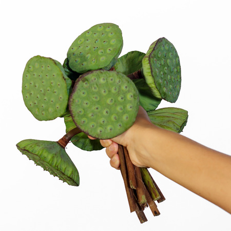 Female hand holding a bunch of lotus pods against white background view 2の写真素材