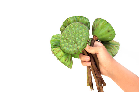 Female hand holding a bunch of lotus pods against white background view 4の写真素材