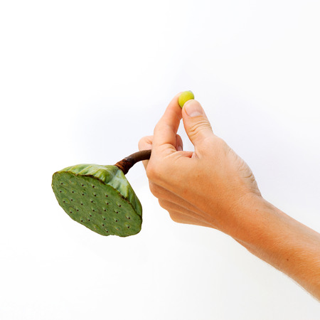 Male hand holding lotus pod and a seed against white background view 1の写真素材