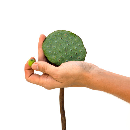 Male hand holding lotus pod and a seed against white background view 2の写真素材