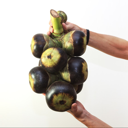 Male hands holding asian Palmyra palm also known as Toddy palm, Sugar palm or Cambodian palm isolated at white background view 1の写真素材