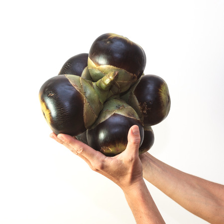 Male hands holding asian Palmyra palm also known as Toddy palm, Sugar palm or Cambodian palm isolated at white background view 1の写真素材