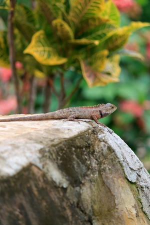 Calotes versicolor known as changeable lizard or oriental garden lizard on rock against colorful tropical leaves backgroundの写真素材