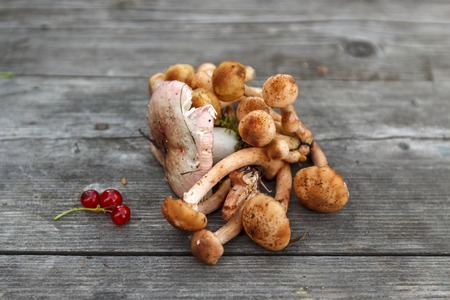 red current and different mushrooms on rustic wooden table closeupの写真素材