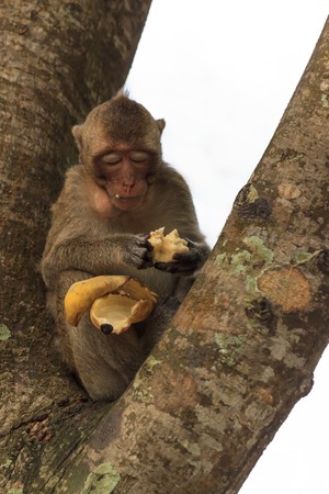 Portrait of cute baby monkey eating banana sitting on tree