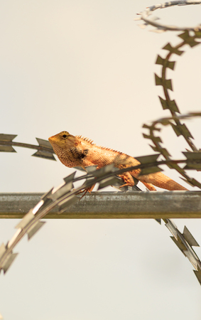 tropical Garden Fence Lizard, Calotes versicolor, resting on a metal fence on sunny summer dayの写真素材