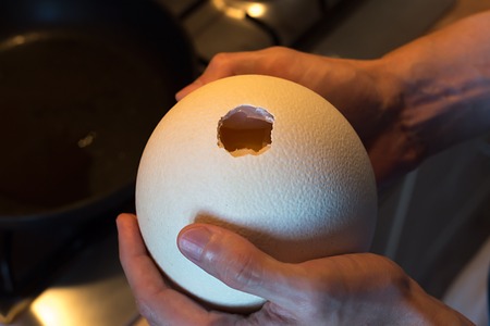 Cooking process of frying huge ostrich egg on frying pan, side view