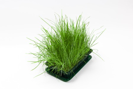 Bright green fresh grass sprouted in a plastic box on a white background. Horizontal view with copy spaceの写真素材