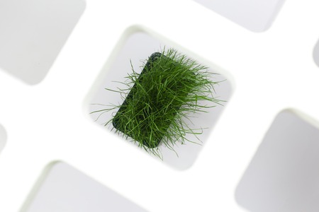Bright green fresh grass sprouted in a plastic box on a white background. Horizontal top viewの写真素材