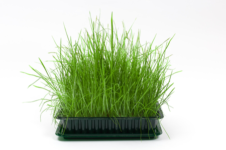Bright green fresh grass sprouted in a plastic box on a white background. Horizontal front view with copy spaceの写真素材
