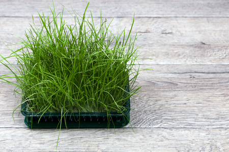 Bright green fresh grass sprouted in a plastic box on a wooden background. Horizontal view with copy spaceの写真素材